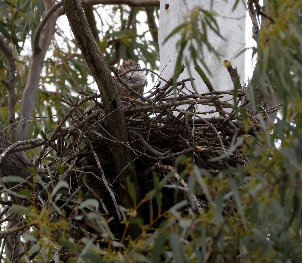 Square-tailed Kite - ML642957917