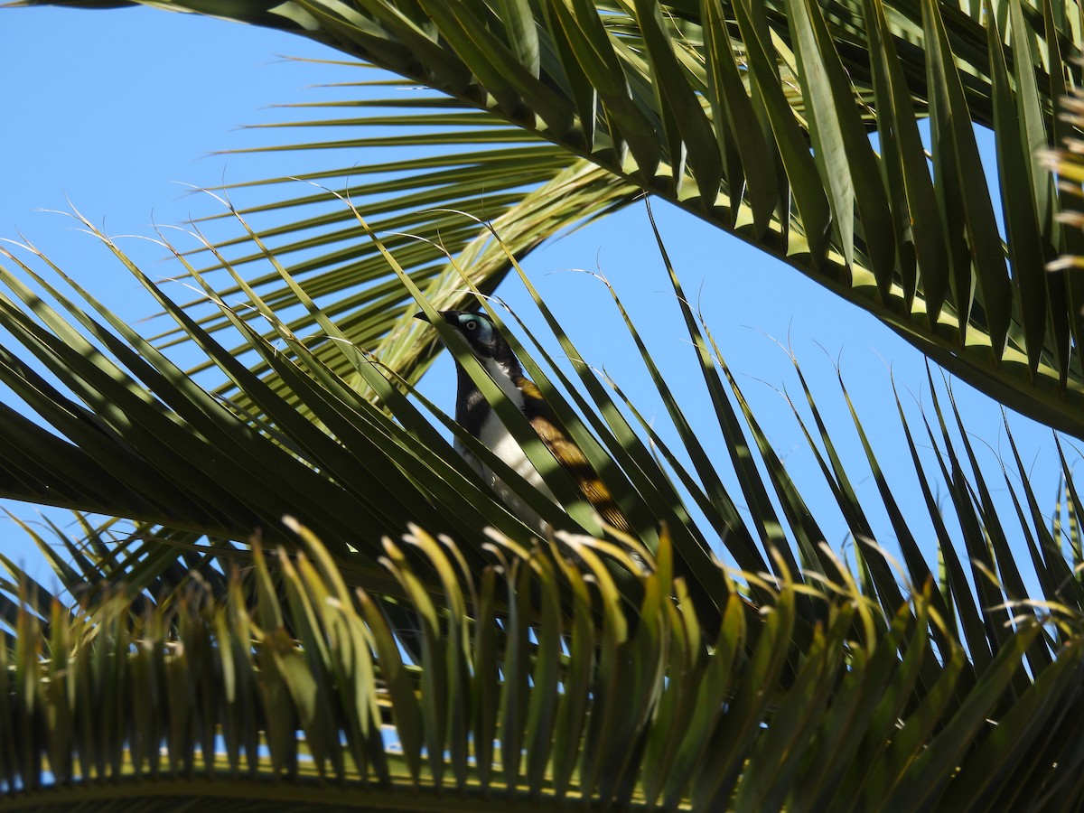 Blue-faced Honeyeater (Blue-faced) - ML642957923