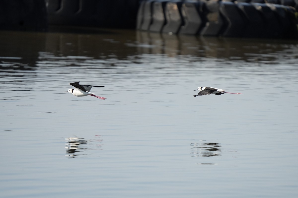 黑領高蹺鴴 - ML642957932