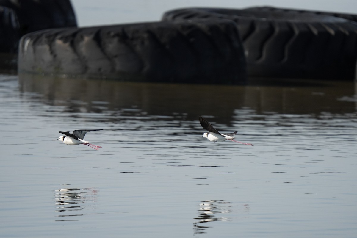 黑領高蹺鴴 - ML642957933