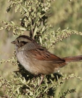 Swamp Sparrow - ML642957940