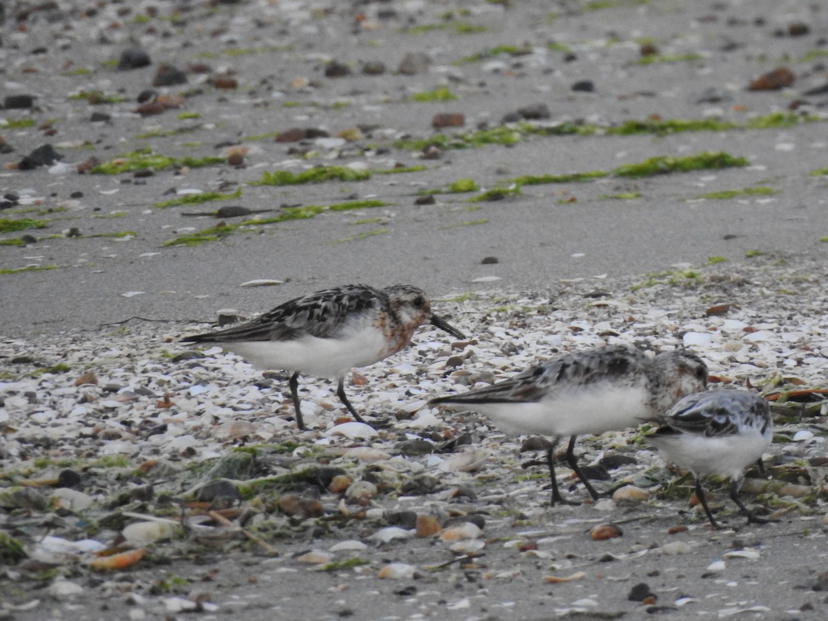 Sanderling - ML642957950