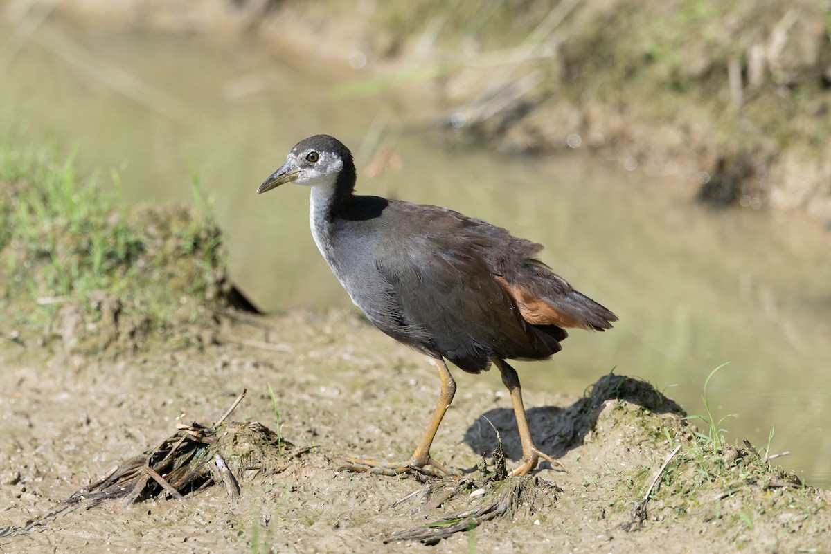 White-breasted Waterhen - ML642957952