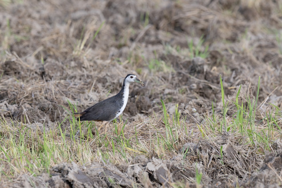 White-breasted Waterhen - ML642957953