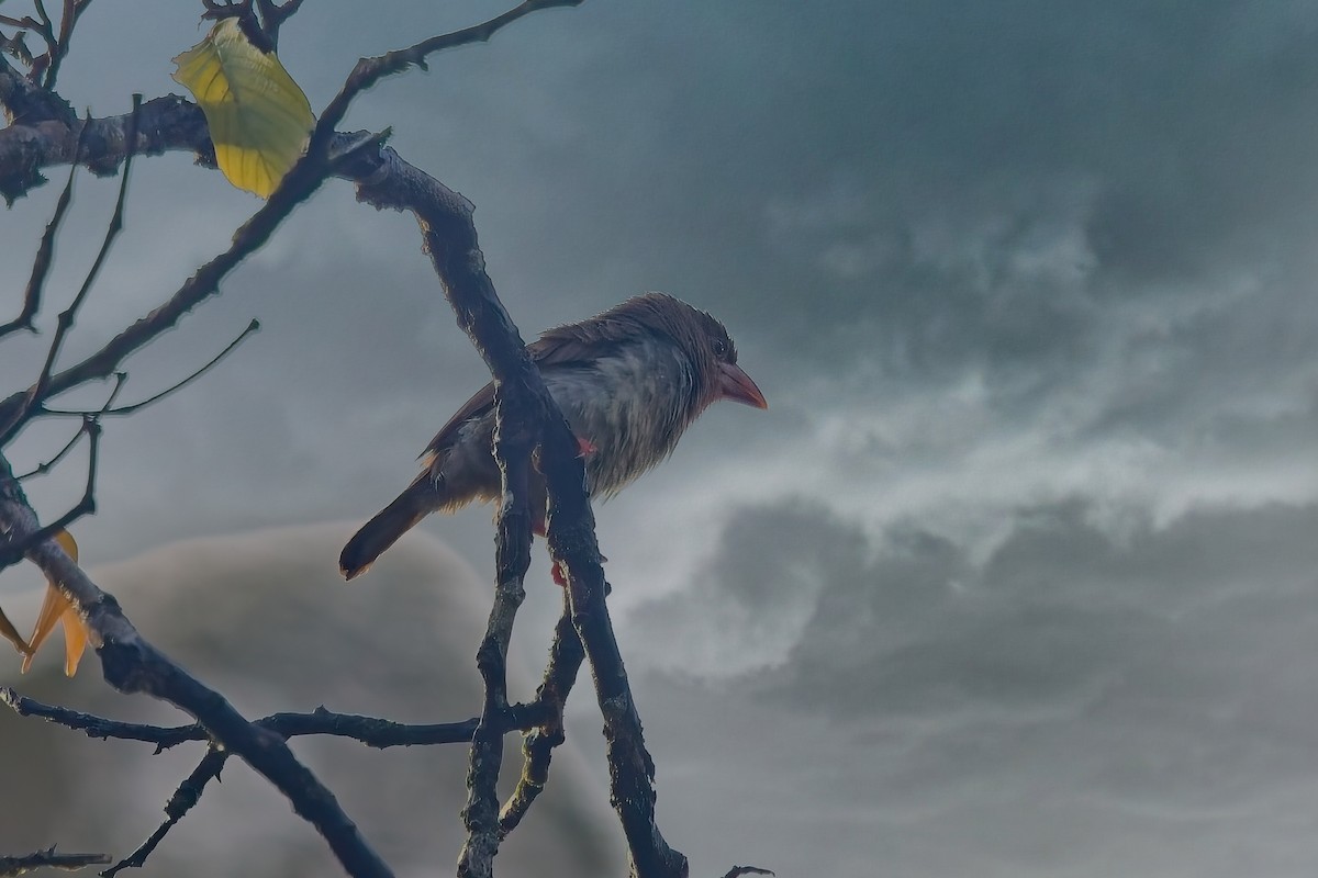 Brown Barbet - ML642957973