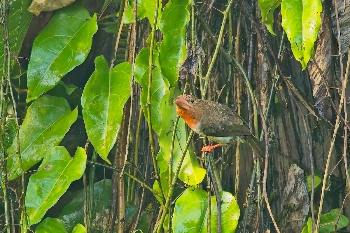 Brown Barbet - ML642957974