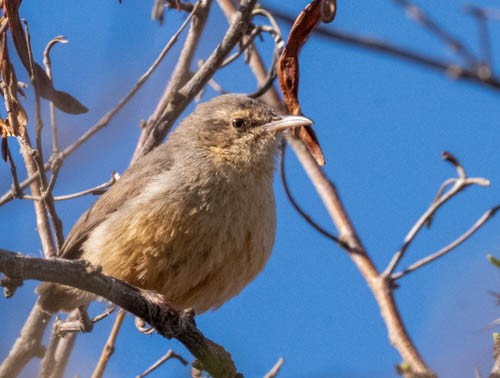 Long-billed Crombec - ML642958008