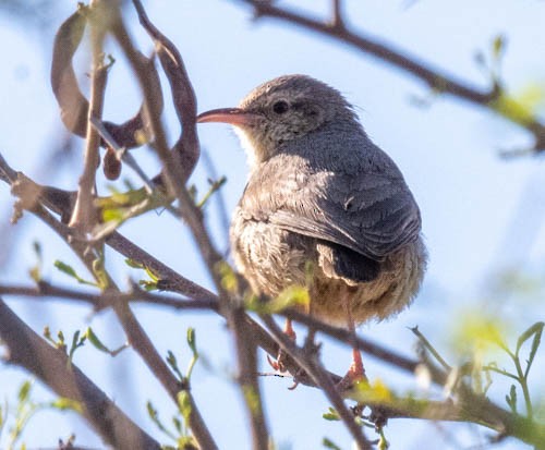 Long-billed Crombec - ML642958009