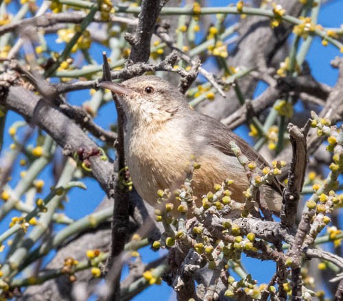 Long-billed Crombec - ML642958012