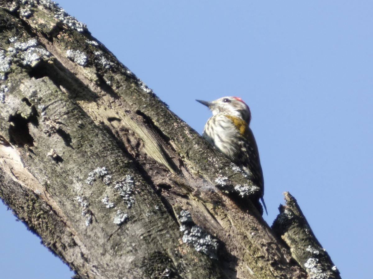 gullkappespett - ML642958055