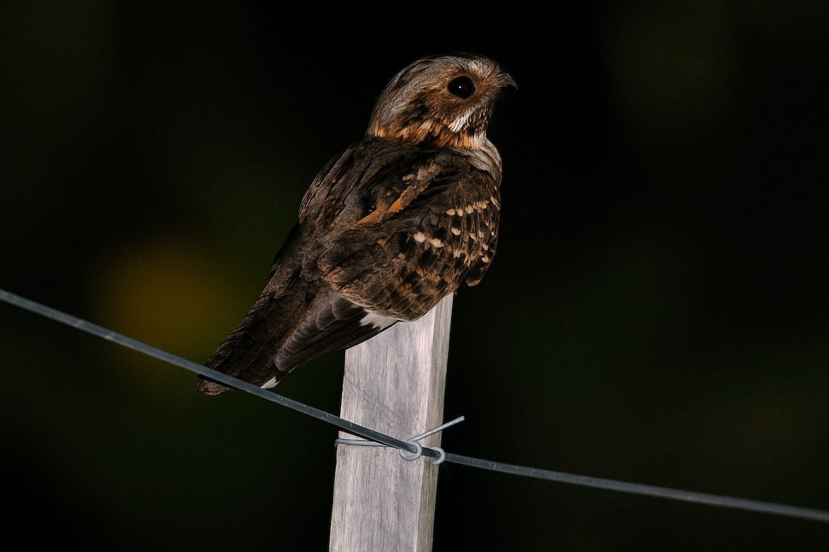 Little Nightjar - ML642958082