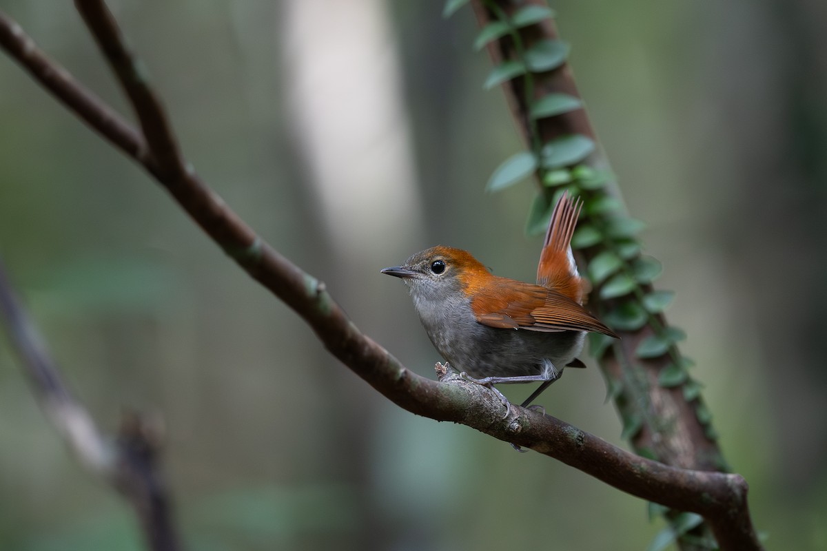 Okinawa Robin - ML642958102