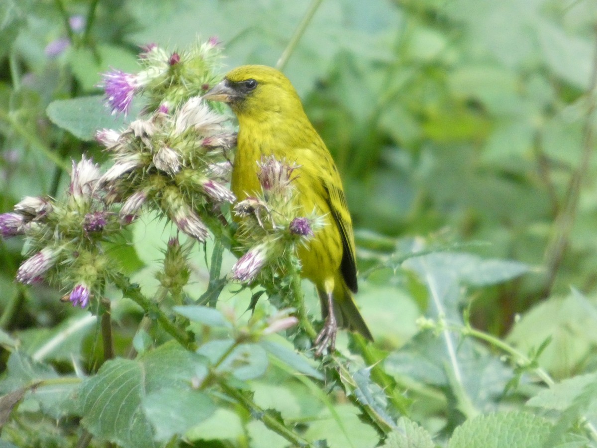 African Citril - ML642958105