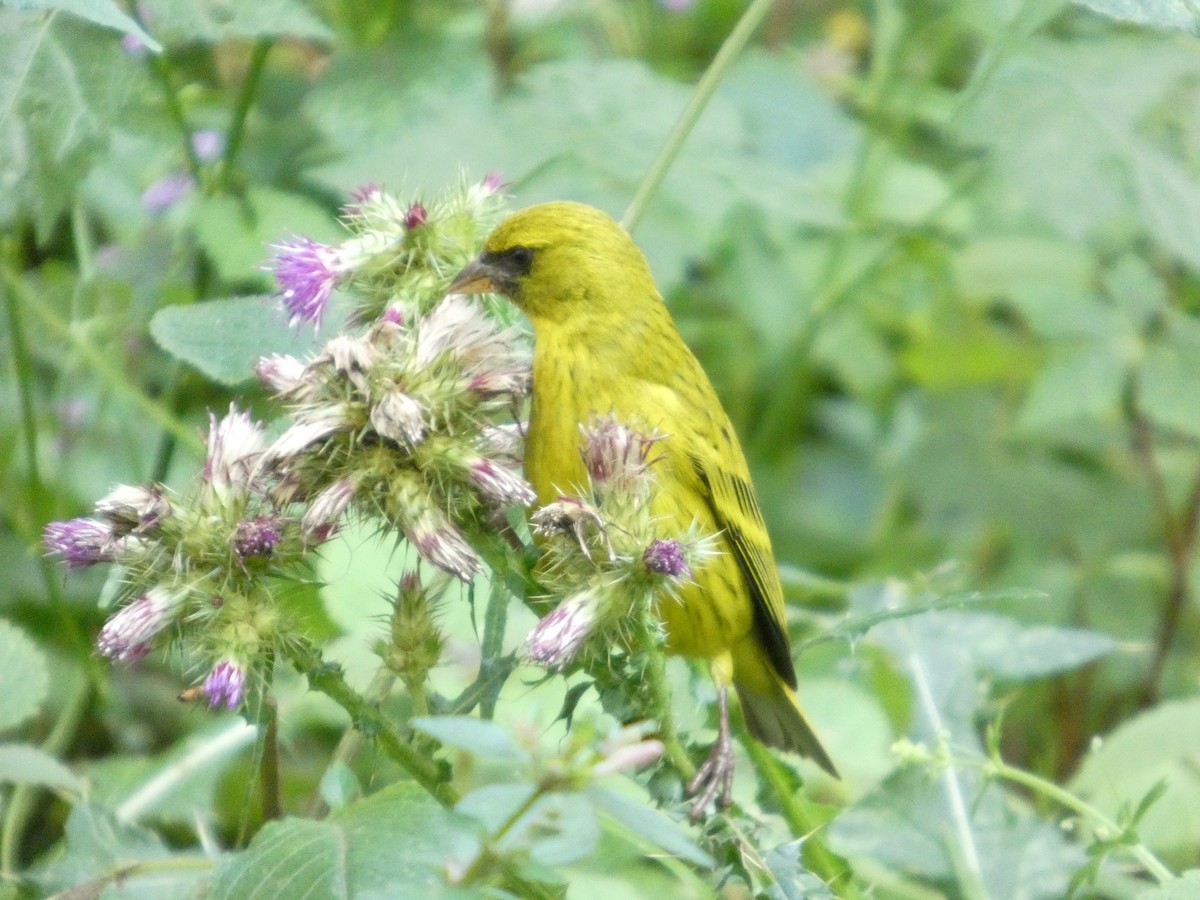 African Citril - ML642958106