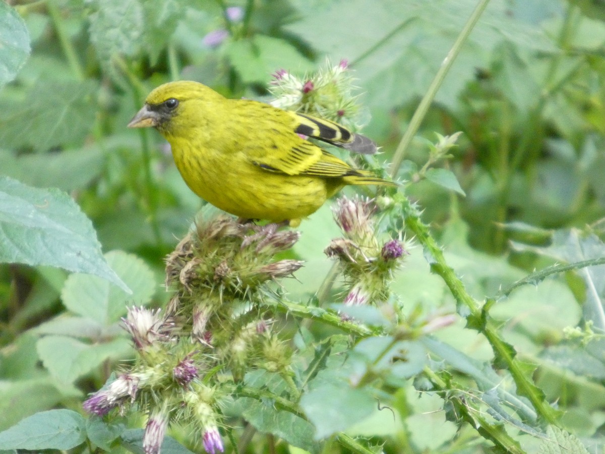 African Citril - ML642958110