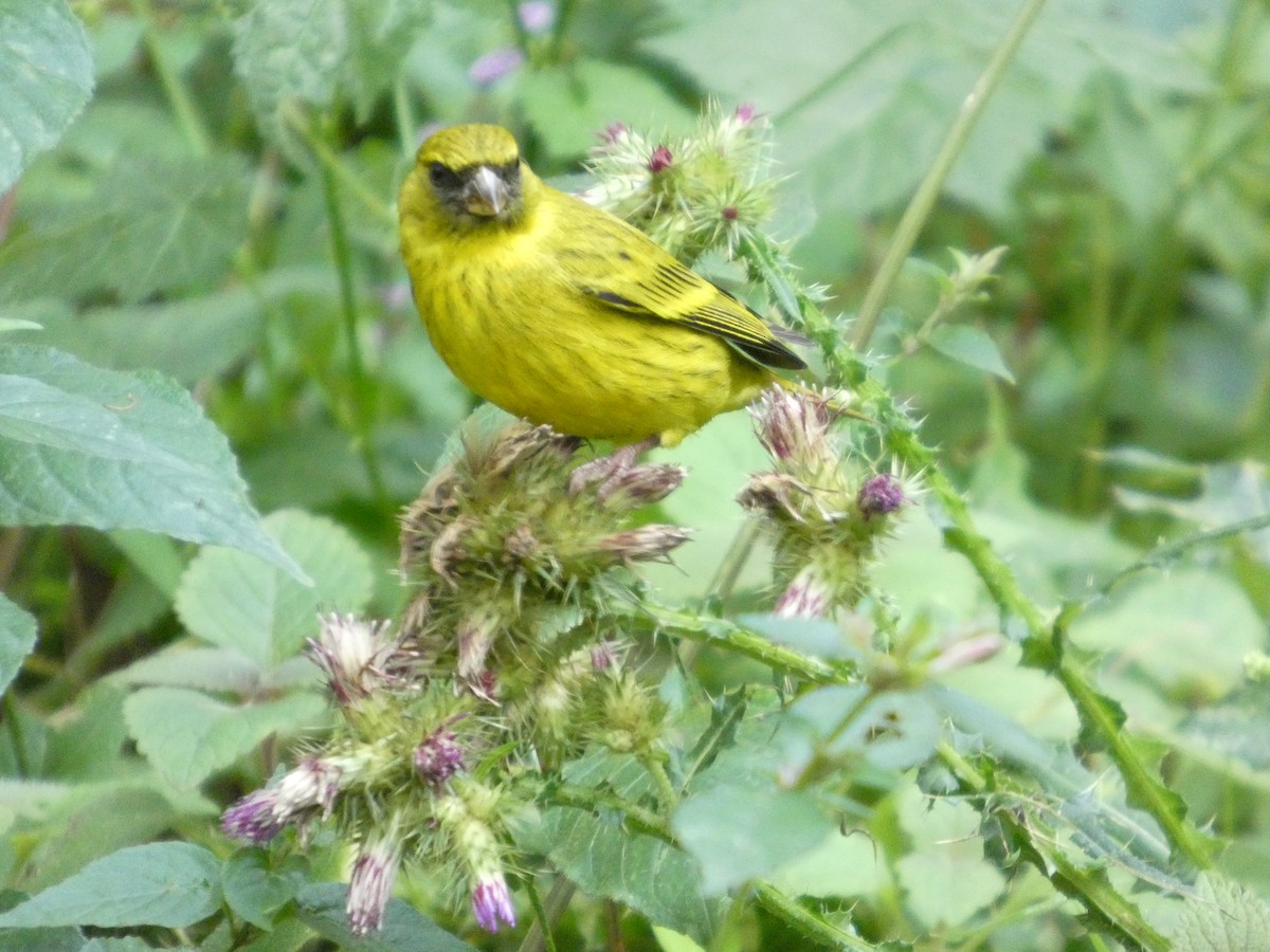 African Citril - ML642958111