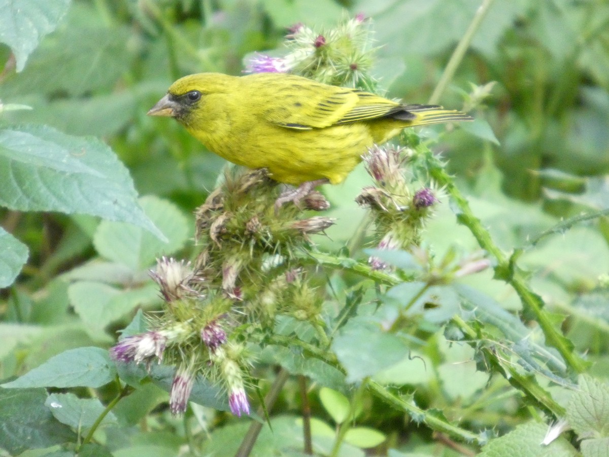 African Citril - ML642958112