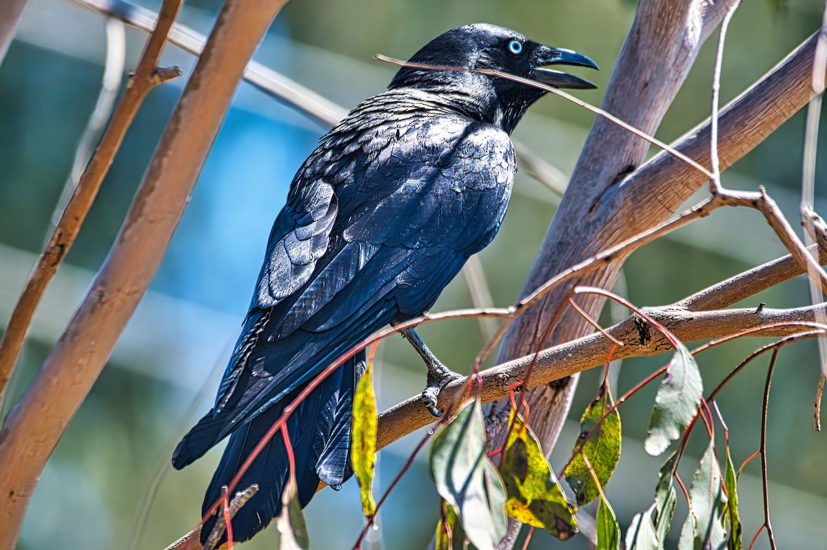 Torresian Crow - ML642958114