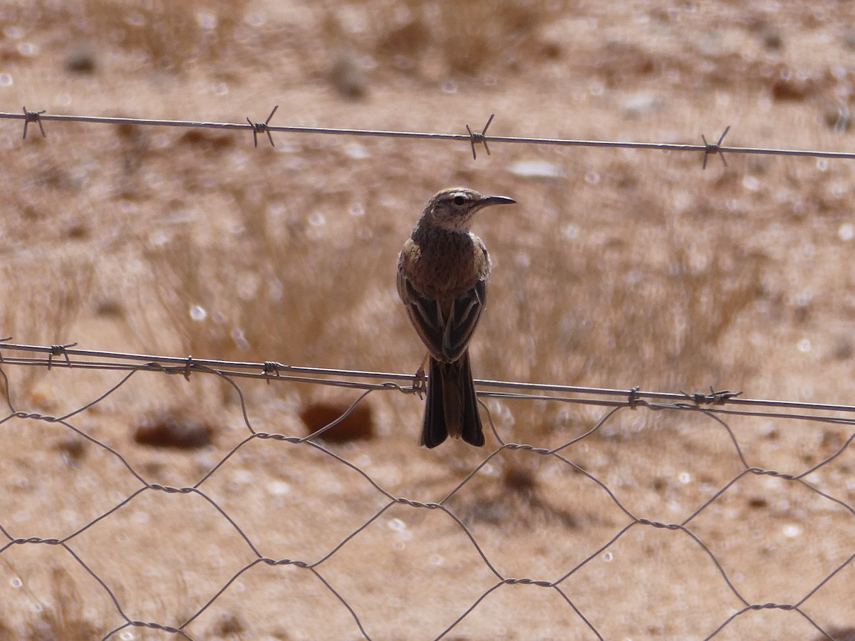 Karoo Long-billed Lark - ML642958134