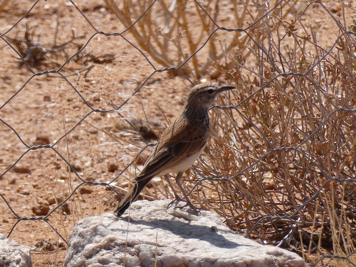 Karoo Long-billed Lark - ML642958137