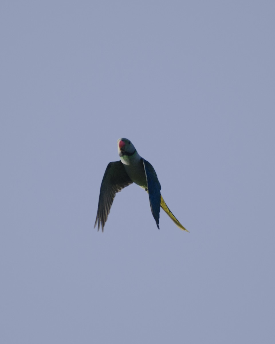 Malabar Parakeet - ML642958138