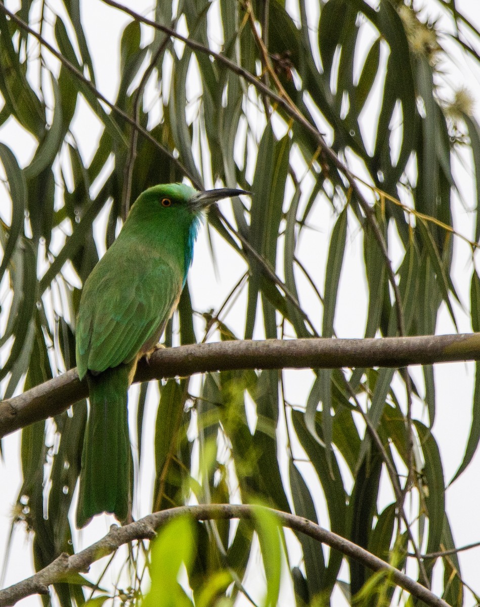 Blue-bearded Bee-eater - ML642958154
