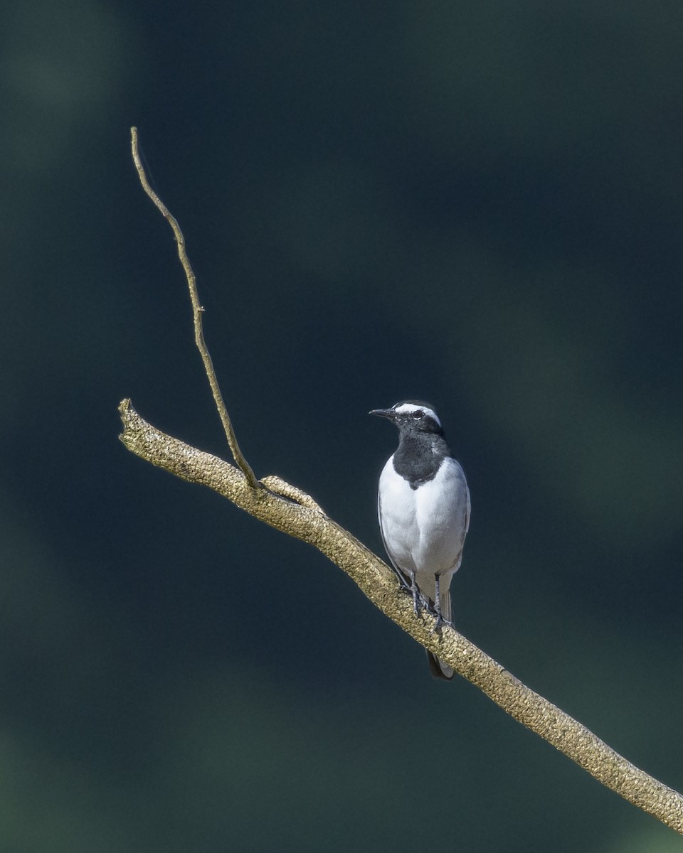 White-browed Wagtail - ML642958155