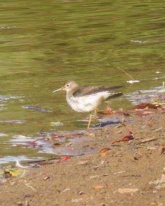 Solitary Sandpiper - ML642958164