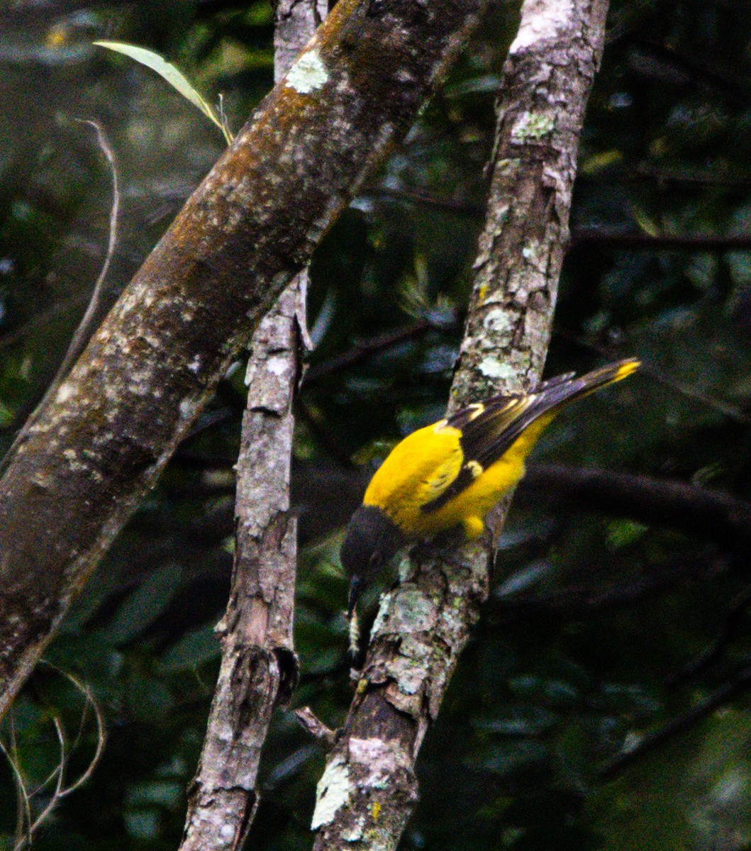 Black-hooded Oriole - ML642958168