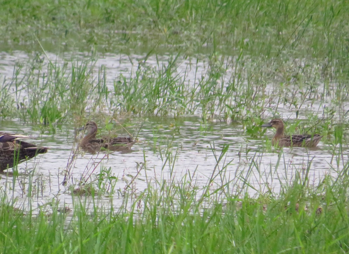 Garganey - ML642958179