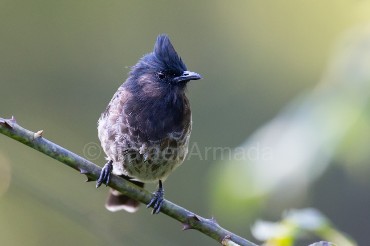 Red-vented Bulbul - ML642958180