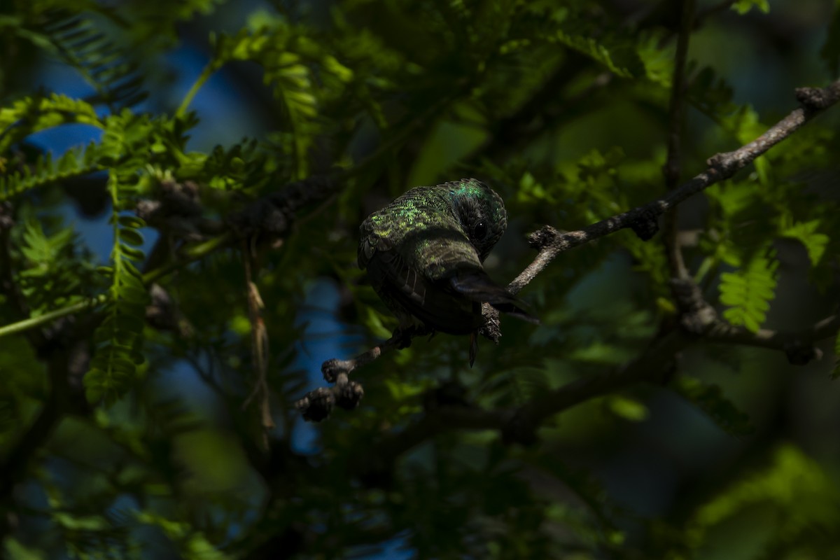 Broad-billed Hummingbird - ML642958181