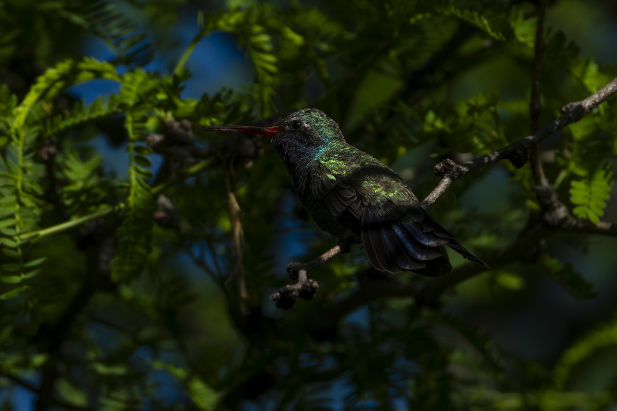 Broad-billed Hummingbird - ML642958182