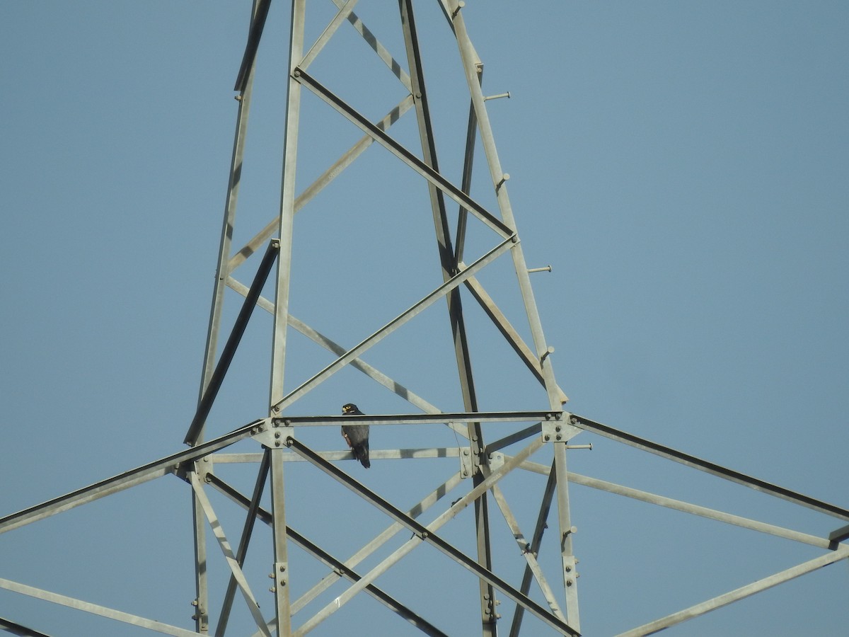 Peregrine Falcon - ML642958184
