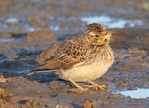 Large-billed Lark - ML642958185