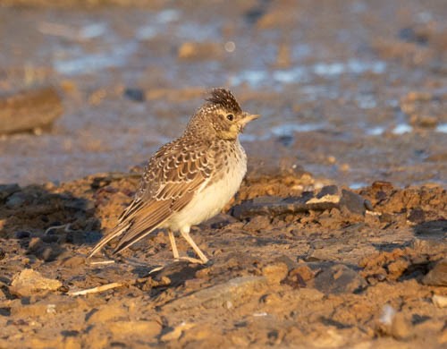 Large-billed Lark - ML642958187