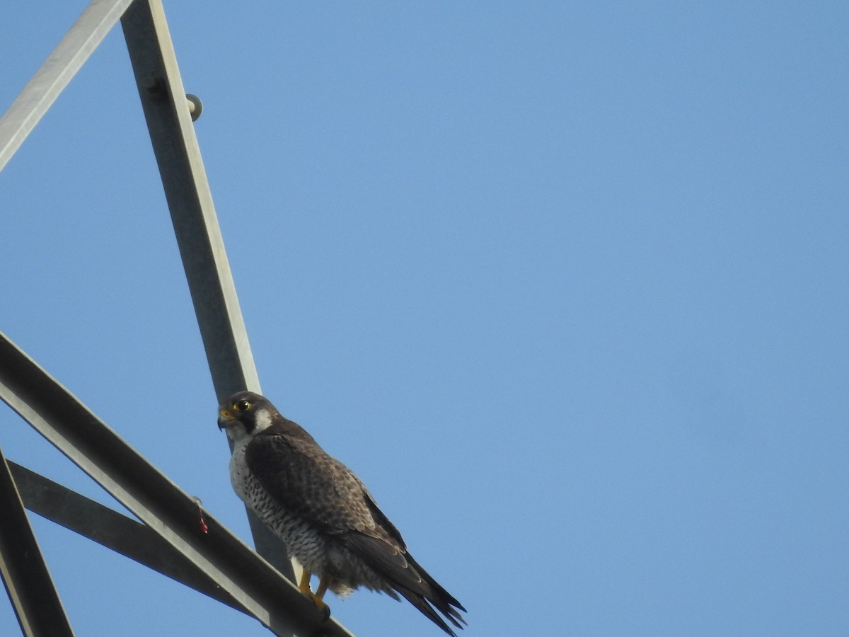 Peregrine Falcon - ML642958190