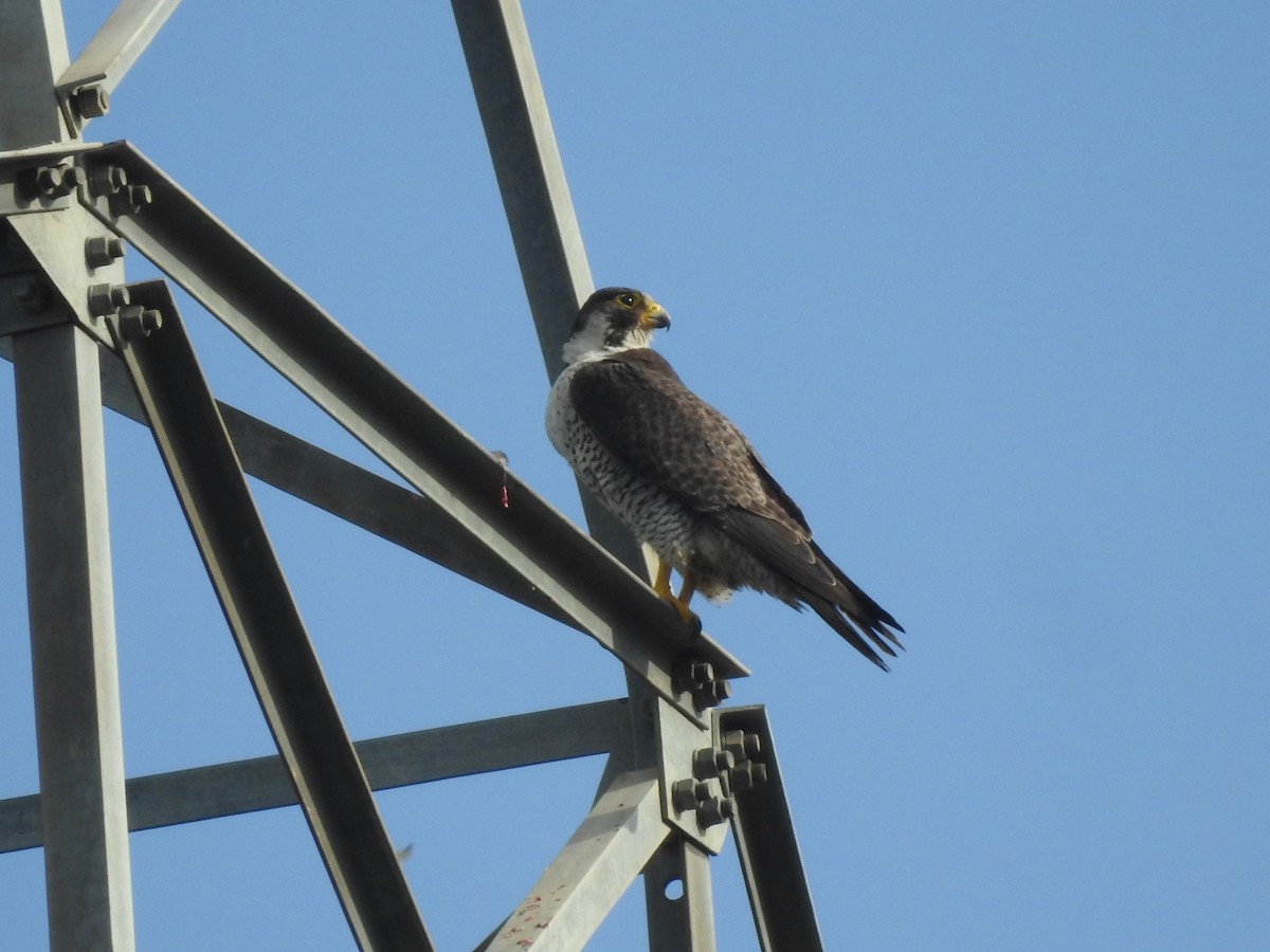 Peregrine Falcon - ML642958191