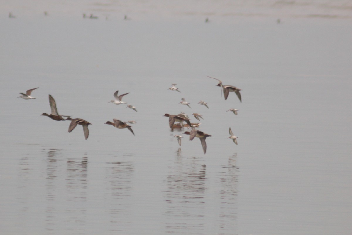 Common Greenshank - ML642958193