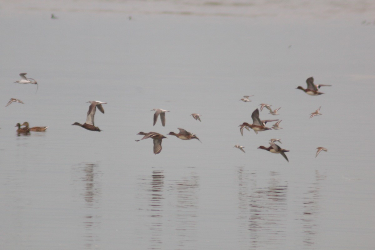 Common Greenshank - ML642958194