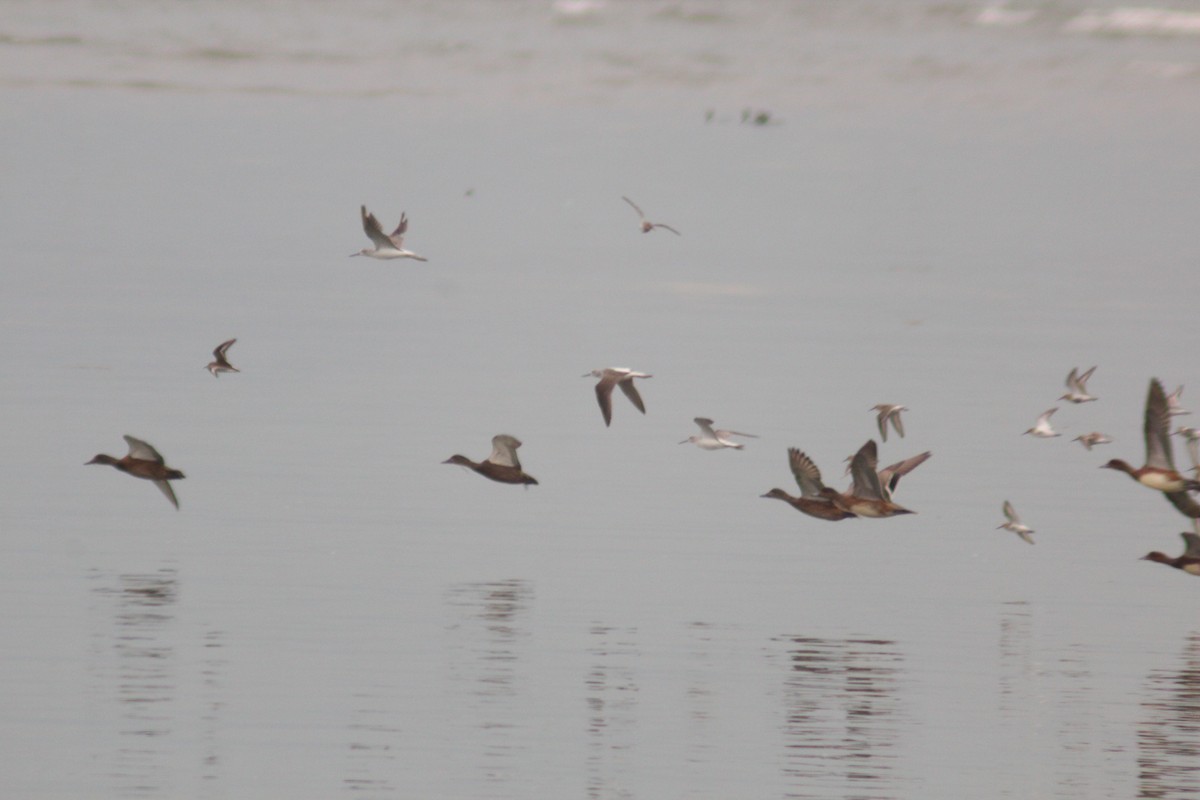 Common Greenshank - ML642958195