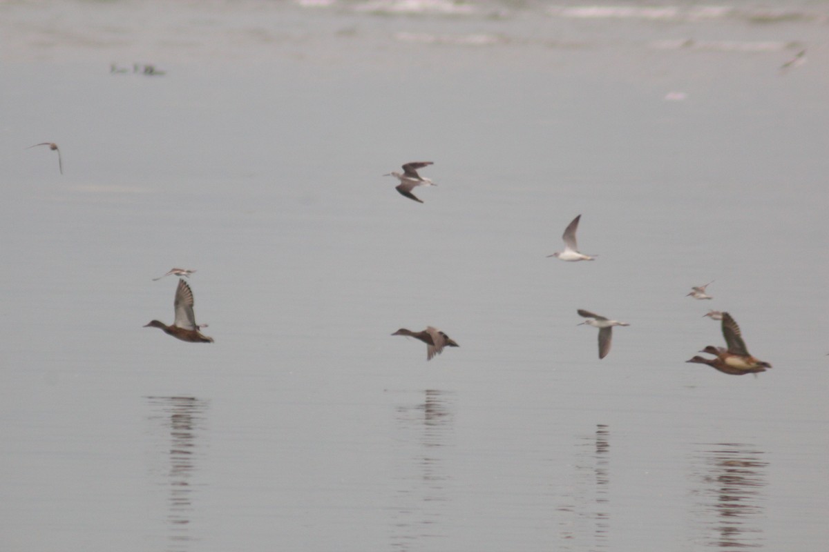 Common Greenshank - ML642958196