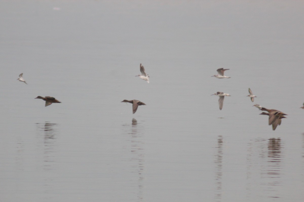 Common Greenshank - ML642958197