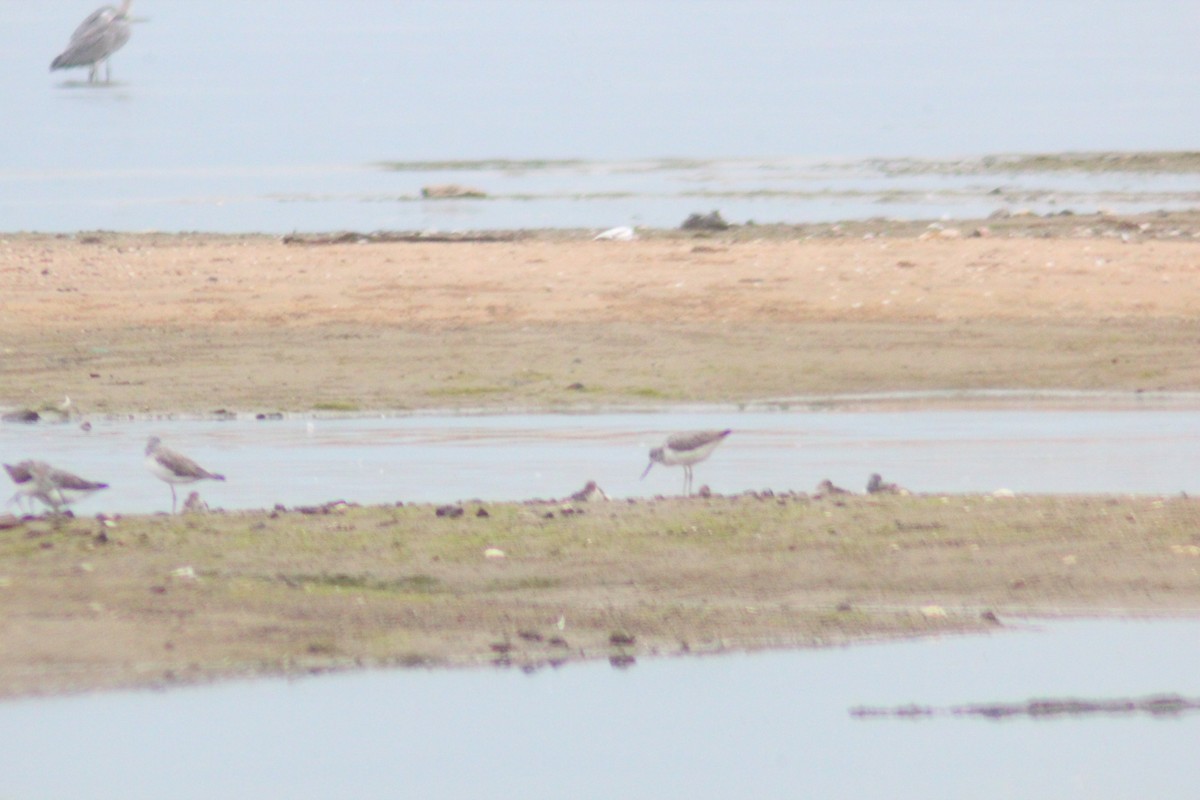 Common Greenshank - ML642958198