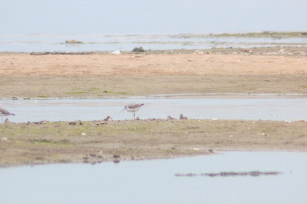 Common Greenshank - ML642958199
