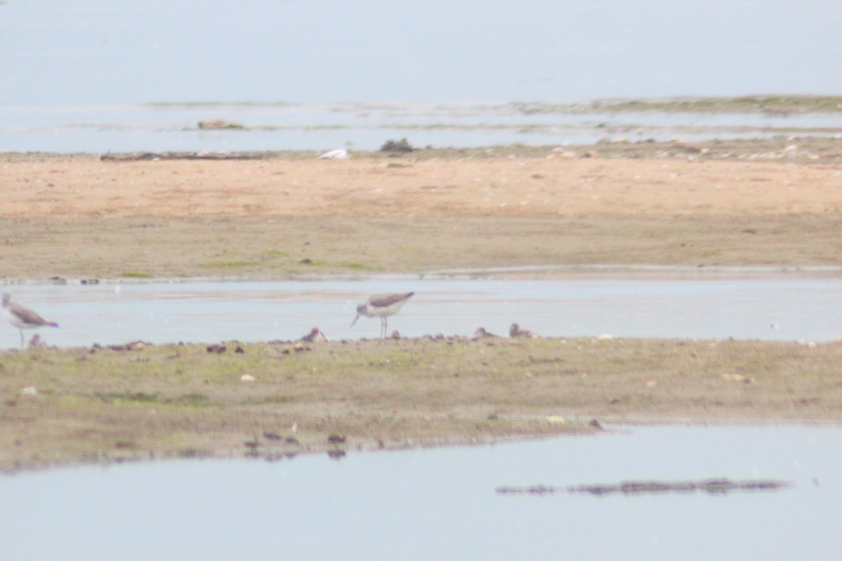 Common Greenshank - ML642958200