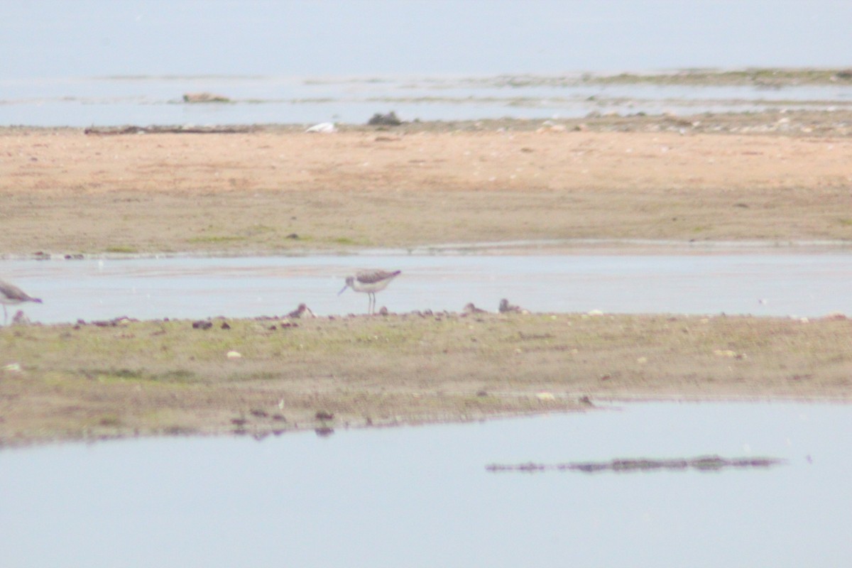 Common Greenshank - ML642958201