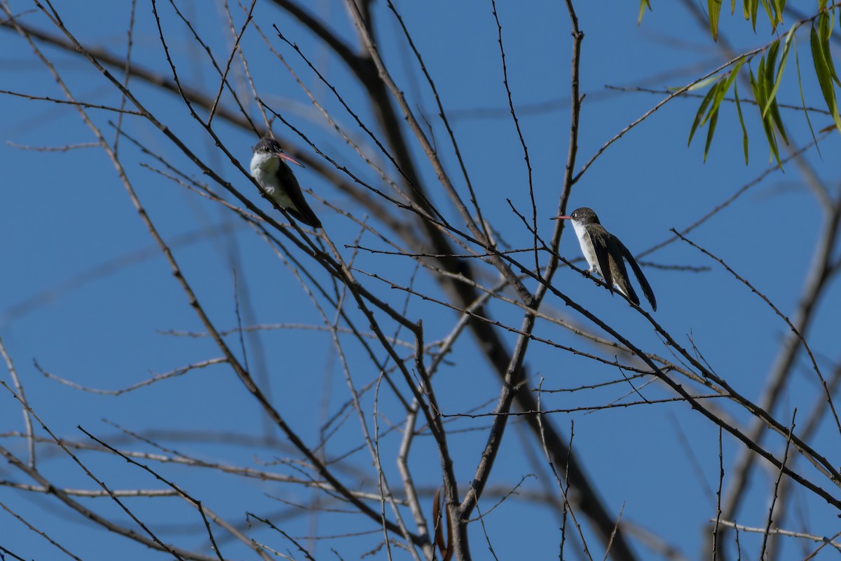 Violet-crowned Hummingbird - ML642958202