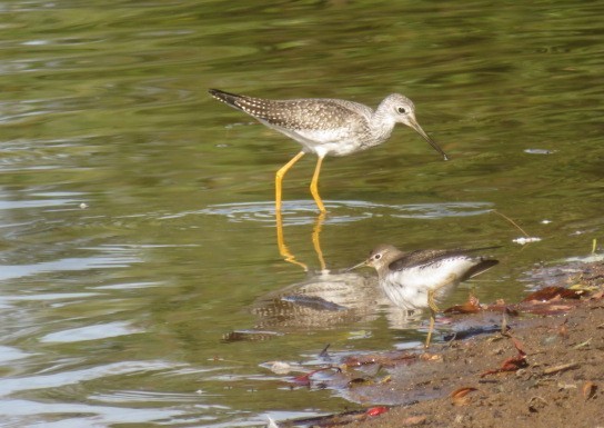 Greater Yellowlegs - ML642958203