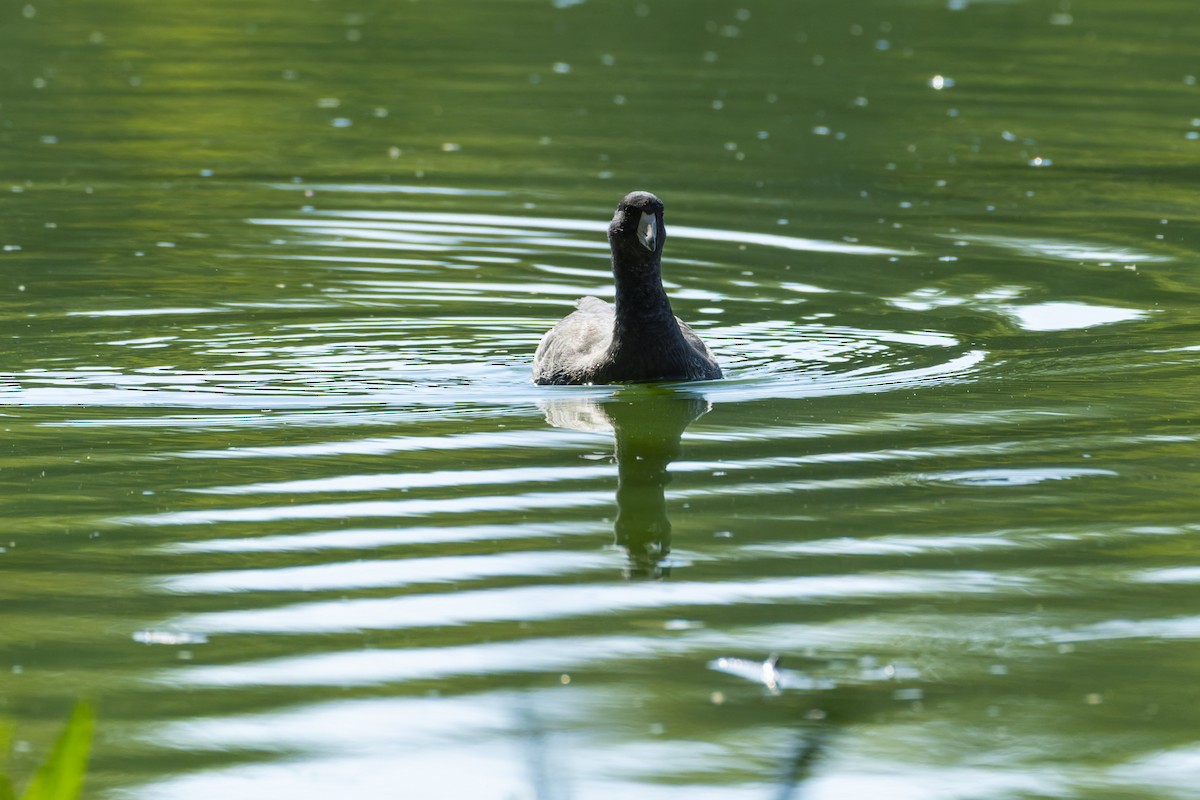 American Coot - ML642958207